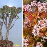 Crassula argentea portulacea DSCF1184.jpg