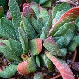 Gasteria carinata v. verrucosa P1230920.JPG