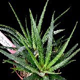 Haworthia attenuata v. britteniae P1050241.jpg