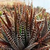 Haworthia fasciata BB45 P1220413.JPG