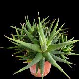 Haworthia glabrata ex glauca armstrongii NON P1120365.JPG