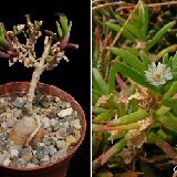 Delosperma napiforme P1020797.JPG