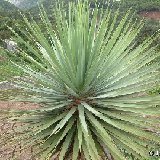 Dracaena draco, El Bailadero, TF Dscf0546