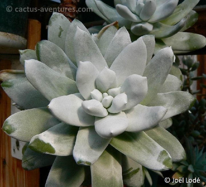 Dudleya pachyphytum P1080544