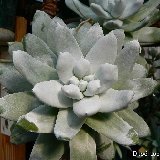 Dudleya pachyphytum P1080544.JPG