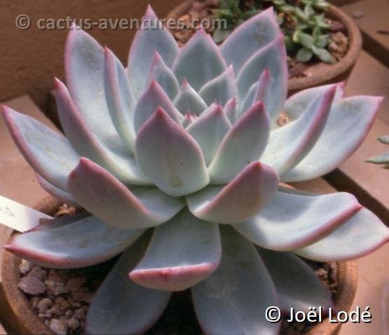 Echeveria colorata JL