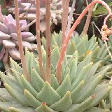 Echeveria agavoides Dscf5100.jpg