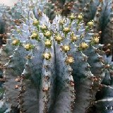 Euphorbia horrida P1190124.JPG