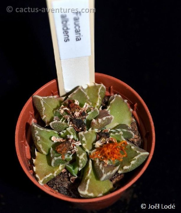 Faucaria albidens DSC 6724