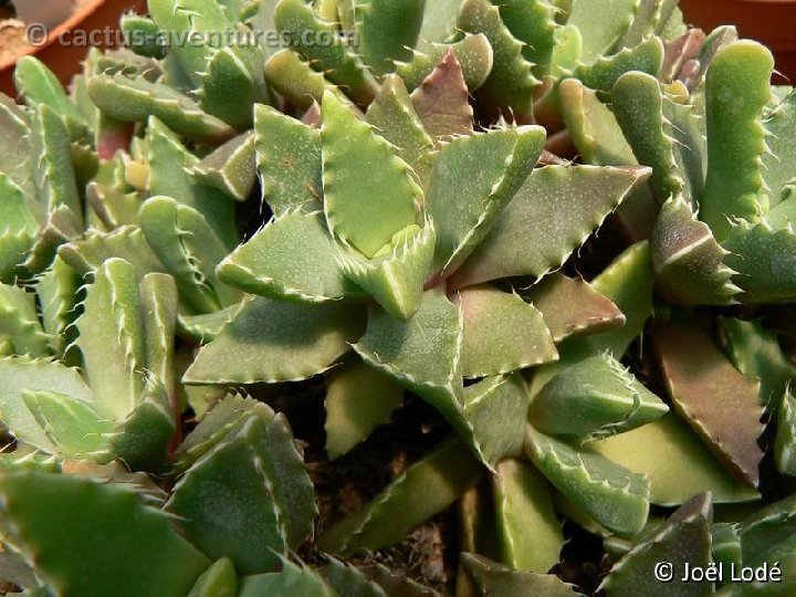 Faucaria armstrongii P1260034