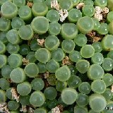 FENESTRARIA (Mesembryanthemaceae)