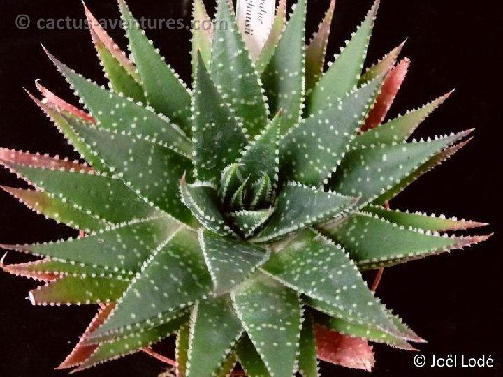 Gasteraloe bedinghausii P1050274