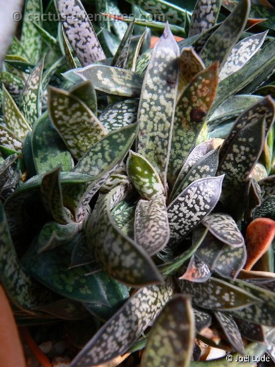 Gasteria bicolor v. liliputana P1180942