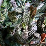 Gasteria bicolor v. liliputana P1180942.JPG