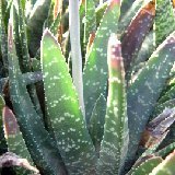 Gasteria carinata verrucosa v. major Dscf4602.jpg