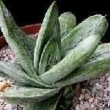Gasteria cv Little Warty P1020192.JPG