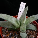 Gasteria glauca sp nova P1230135.JPG
