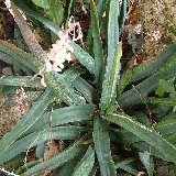 Gasteria pendulifolia Dscf4192.jpg