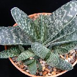 Gasteria pillansii P1240024.JPG