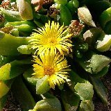 Glottiphyllum longum JL coll.
