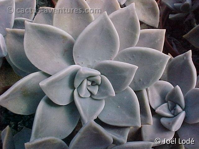 Graptopetalum paraguayense
