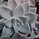 Graptopetalum paraguayense.jpg