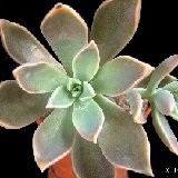 Graptosedum 'Acaulis' Dscf1739.jpg