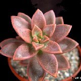 Graptosedum 'Bronze' Dscf1737.jpg
