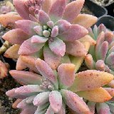 Graptosedum 'Francesco Baldi P1120011.JPG.JPG