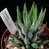 Haworthia 'Kuentzii' (cultivar)