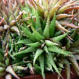 Haworthia chloracantha v. denticulifera