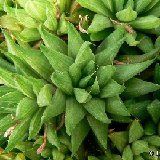 Haworthia marumiana v. batesiana