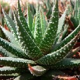 Haworthia minima BB60.1 (available 8.5cm and 10.5cm Ø)