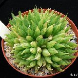 Haworthia mucronata (available 8.5cm and 10.5cm Ø)