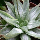 Haworthia 'Grey Ghost' P1180838.JPG