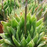 Haworthia altilinea.jpg