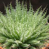 Haworthia arachnoidea v. xiphiophylla Dscf1931.jpg