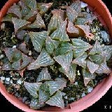 Haworthia asperula P1120370b.jpg