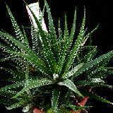 Haworthia attenuata v. clariperla P1050251.jpg