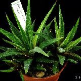 Haworthia attenuata v. radula P1050254.jpg