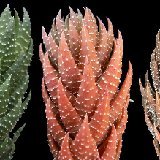Haworthia coarctata BB44.1 P1190161.JPG