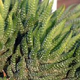Haworthia coarctata Dscf7622.jpg