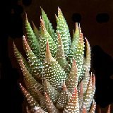 Haworthia coarctata v. adelaidensis JL420 P1190045.jpg