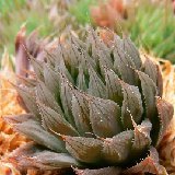 Haworthia cooperi BB8.1 P1220305.JPG