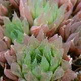 Haworthia cooperi JDV91-26 P1190147.jpg