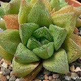 Haworthia cymbiformis v. compacta P1220428.JPG