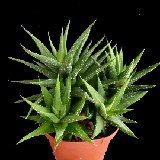 Haworthia glabrata ex glauca NON P1120362.JPG