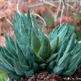 Haworthia glauca v. herrei ©MCA P1250437.JPG