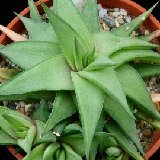 Haworthia limifolia v. ubomboensis P1050369.JPG