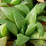 Haworthia mirabilis ssp. mundula (available 10.5cm and 11-12cm Ø)